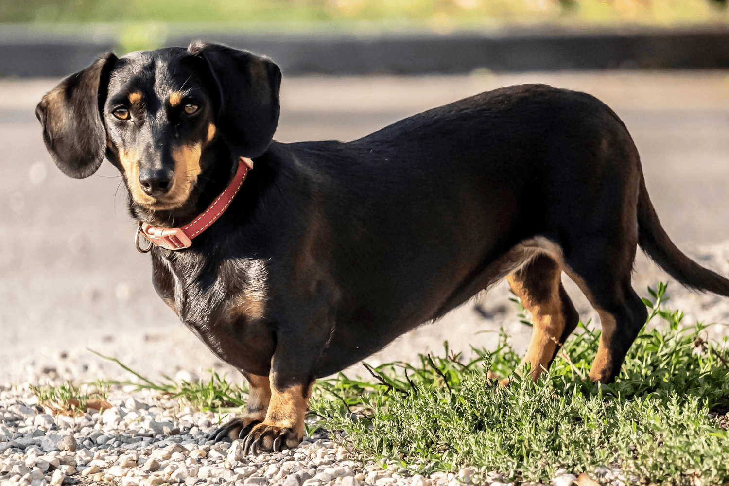 Dog Hypertension: Signs, Causes & Gentle Care