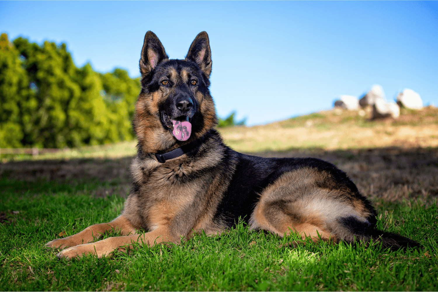 Wellness Dog Treats Reviews: Real Pet Parent Stories