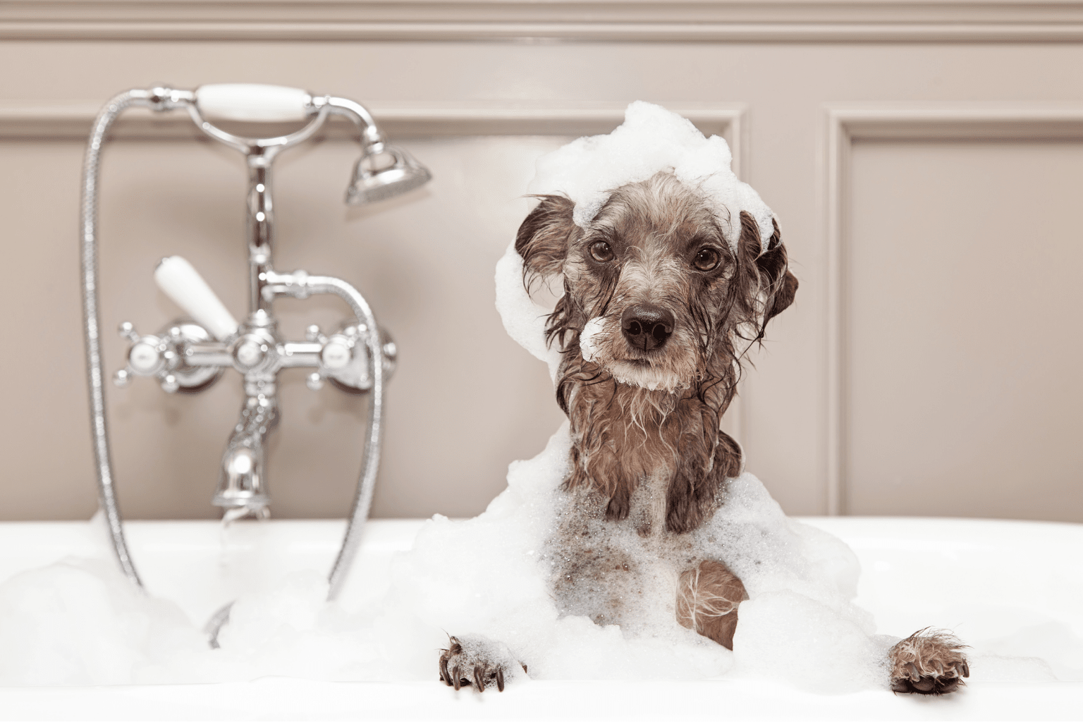 No Dog Shampoo? Safe Alternatives That Actually Work
