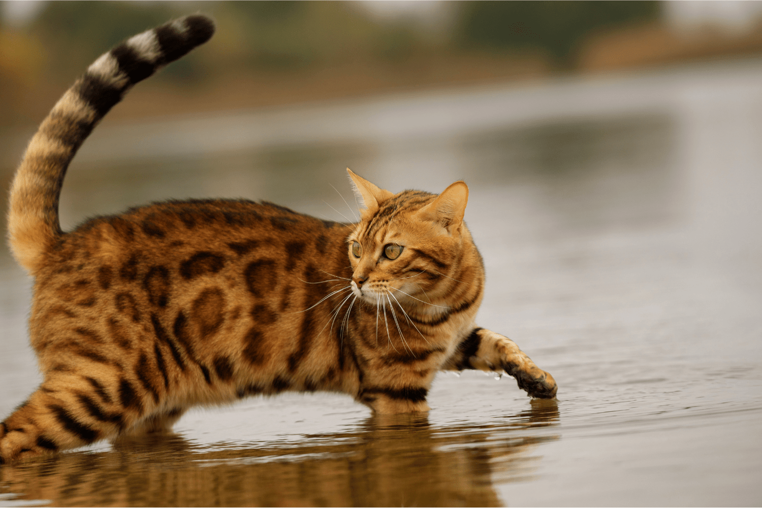 Cats Prey Animals Guide: Channel Natural Behaviors
