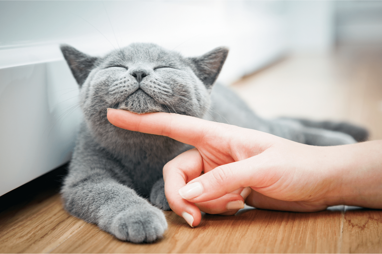 Best Dental Treats For Cats: Expert Picks & Tips