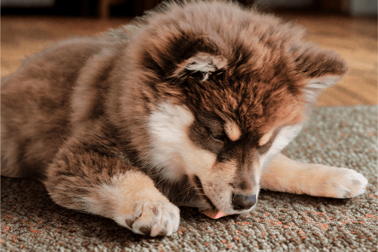 Why Dogs Lick Carpet: A Pet Parents Complete Guide