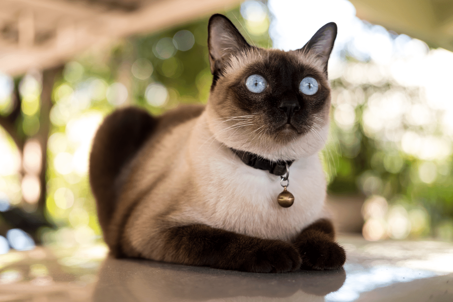 Essential for Cats - The Complete Wellness Guide