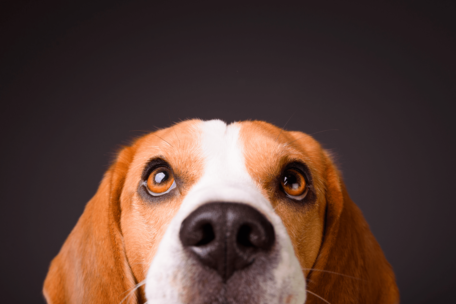 Beagle dog looking upward with big brown eyes