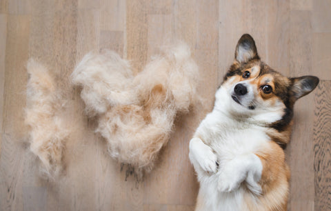 Is it Shedding Season for Dogs?