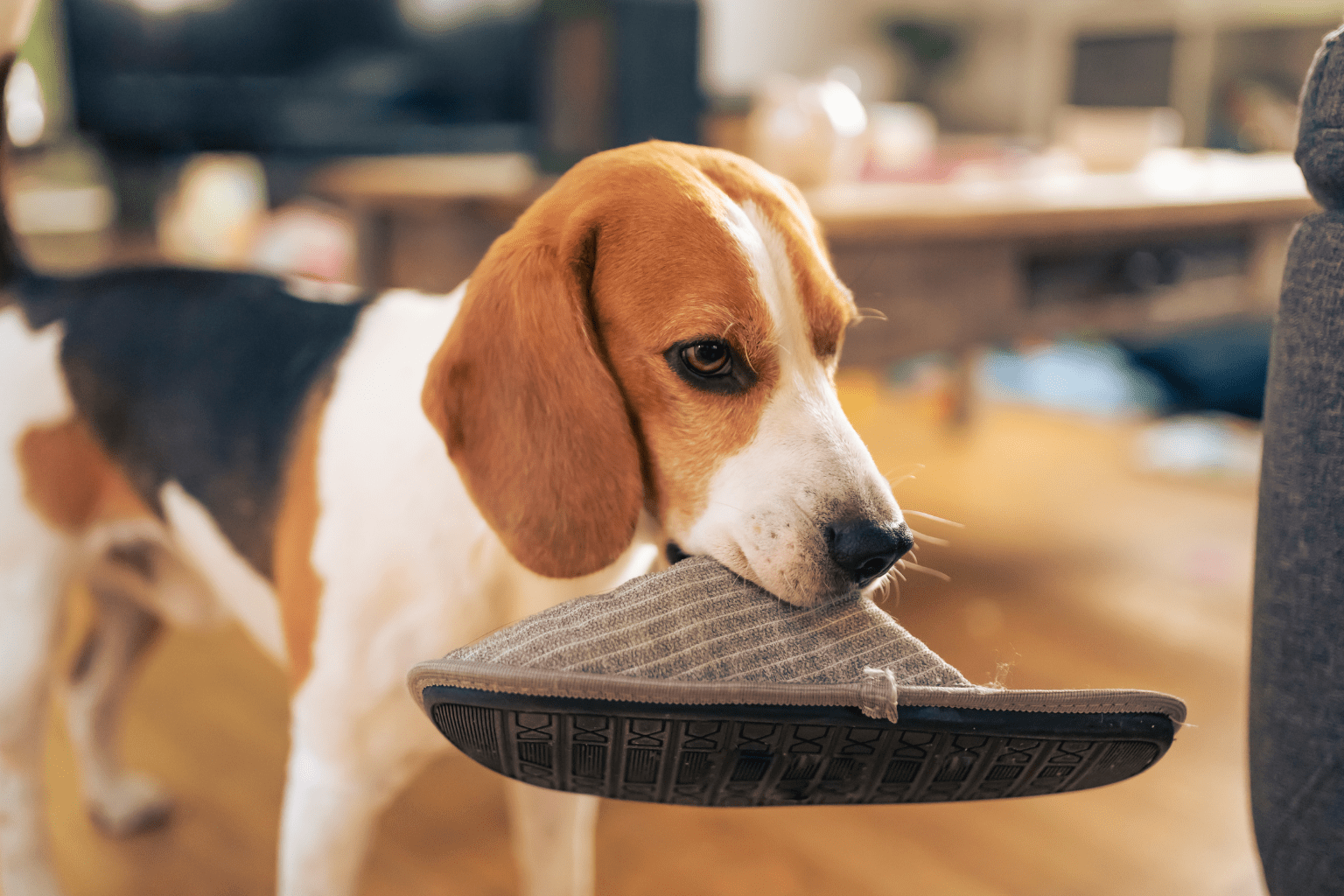 A beagle holding a grey slipper in its mouth indoors