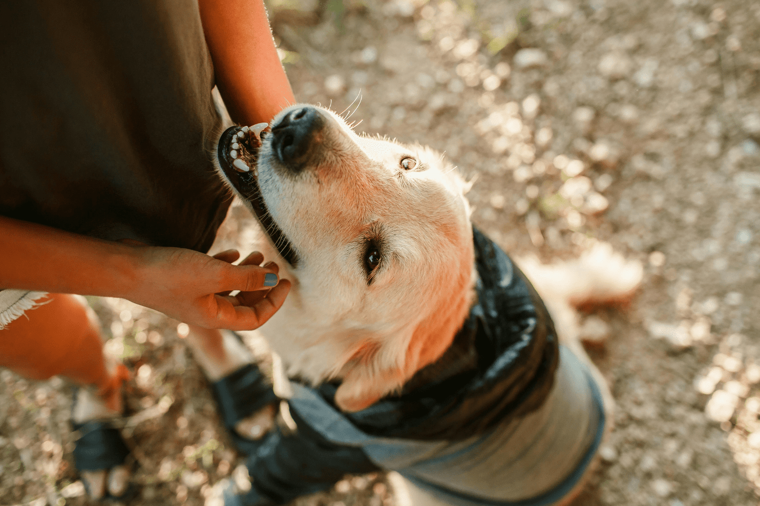 A happy dog looking up at its owner while wearing a jacket