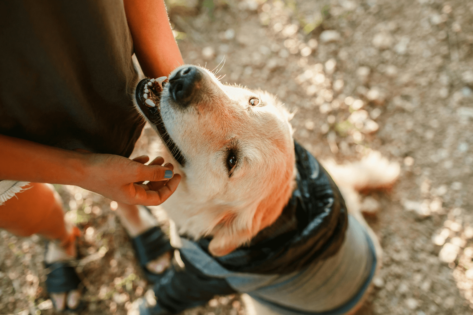 A happy dog looking up at its owner while wearing a jacket
