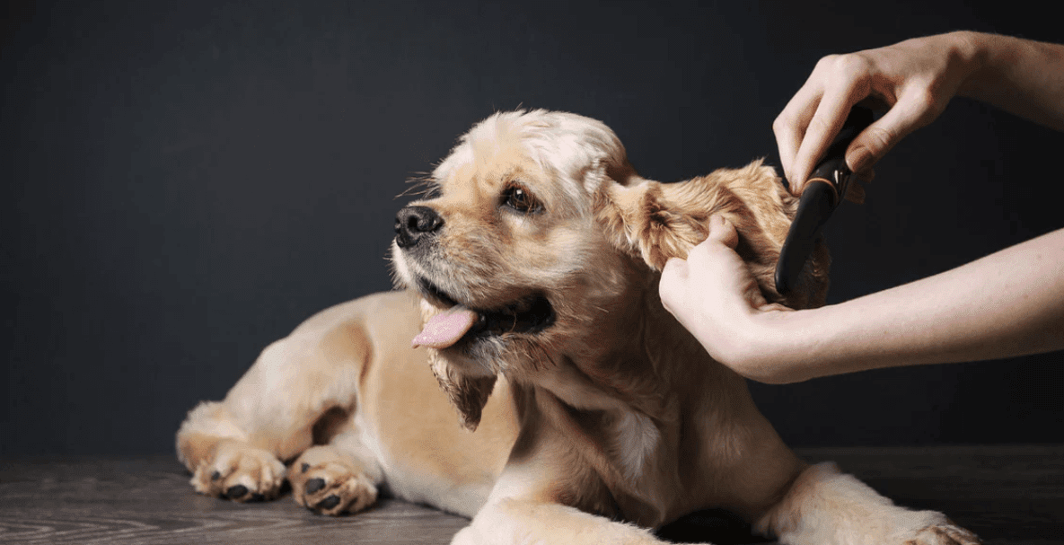 Long haired dog with tan colored fur having ear brushed