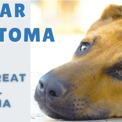 dog lying down with dog ear hematoma