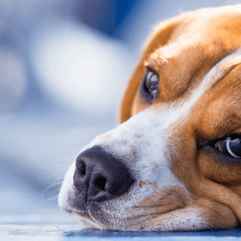 Common signs of liver problems in dogs