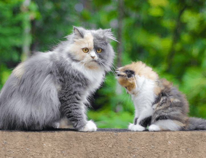 Fluffy Gray and white and light brown Mother cat and kitten with mother cat looking at the camera and kitten looking at her paws.