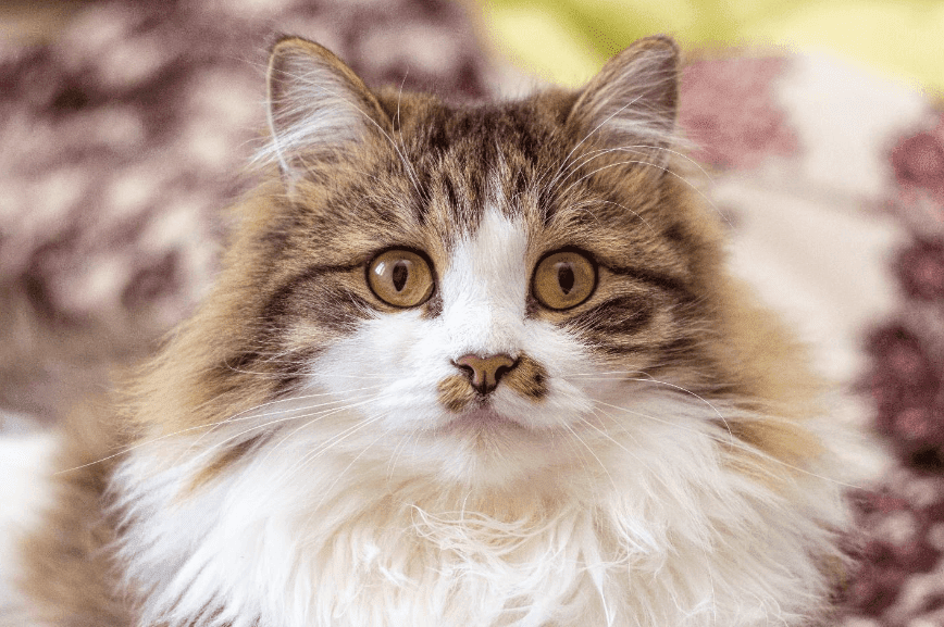 Adorable fluffy cat with brown head and white chest looking into the camera