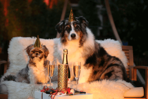 7 New Year's Resolutions: Inspired by an Adult Dog