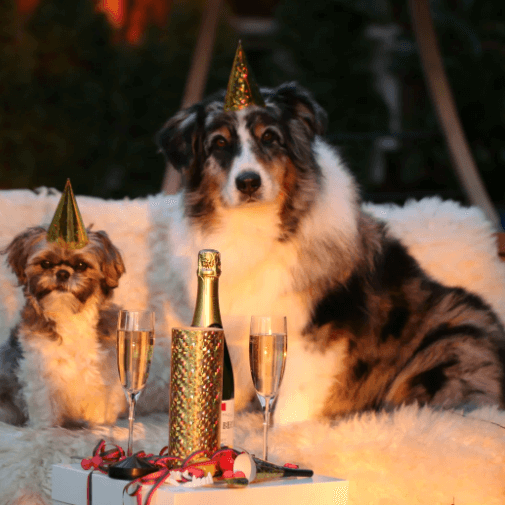 Two dogs with hats to celebrate the New Year