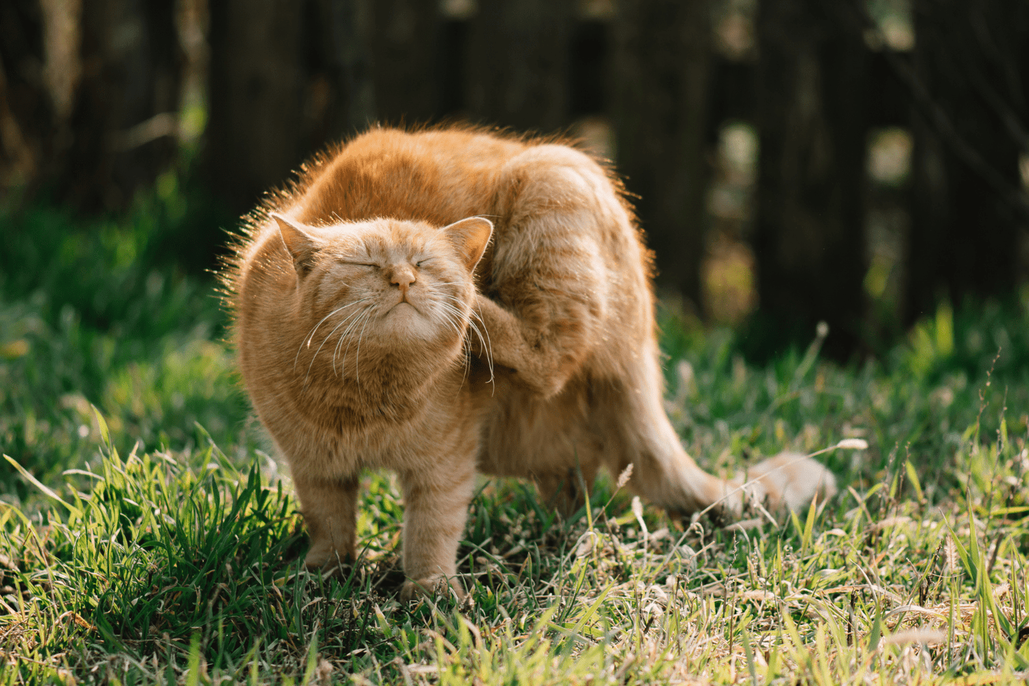 Orange cat scratching its neck while standing on grass