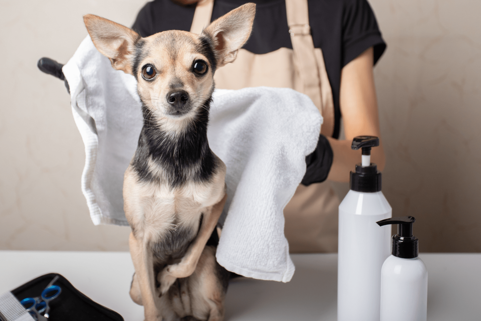 Small dog being dried with a towel at a grooming salon