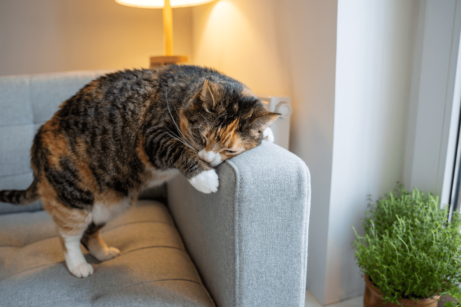 A chubby tabby cat resting its head sleepily on the arm of a sofa