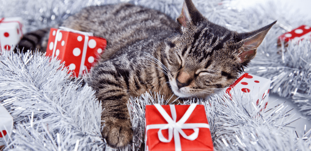 Striped cat sleeping among garland and gifts