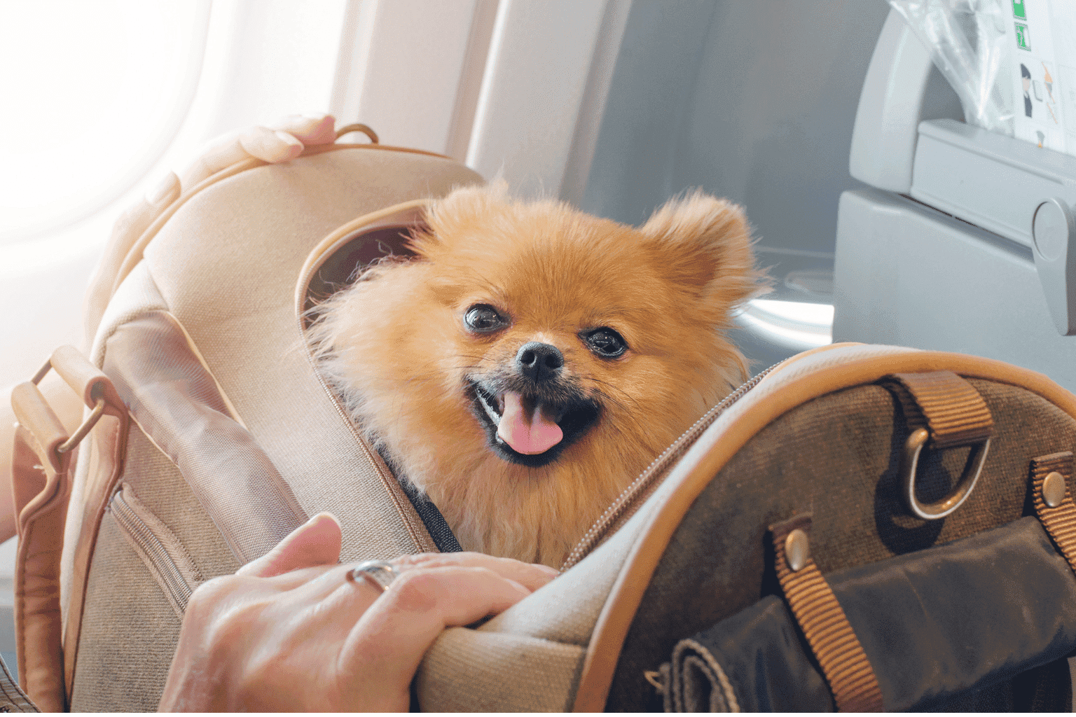 Toy Dogs: Complete Care & Natural Health Solutions
