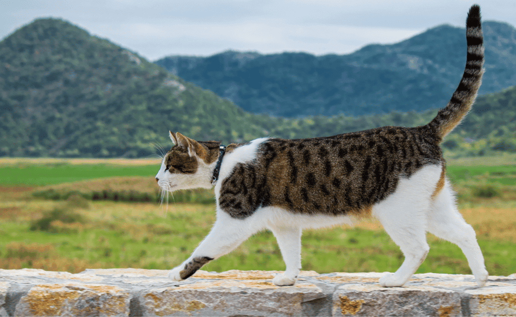 Cat Walking in Mountainside