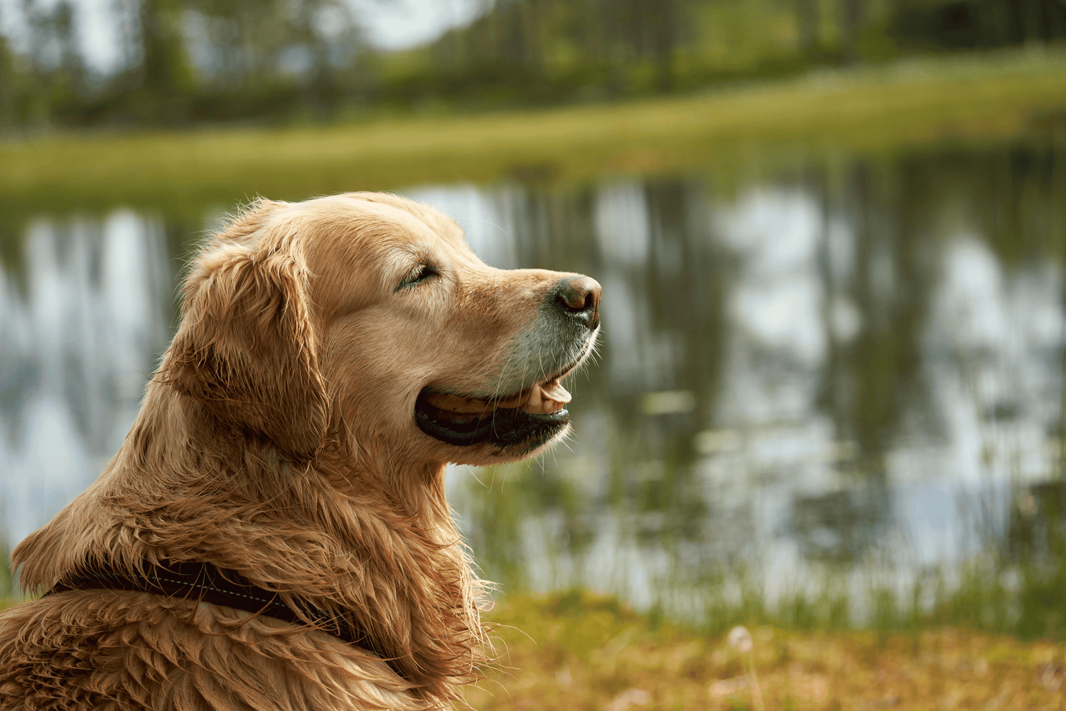 Old Happy Dog By Lake