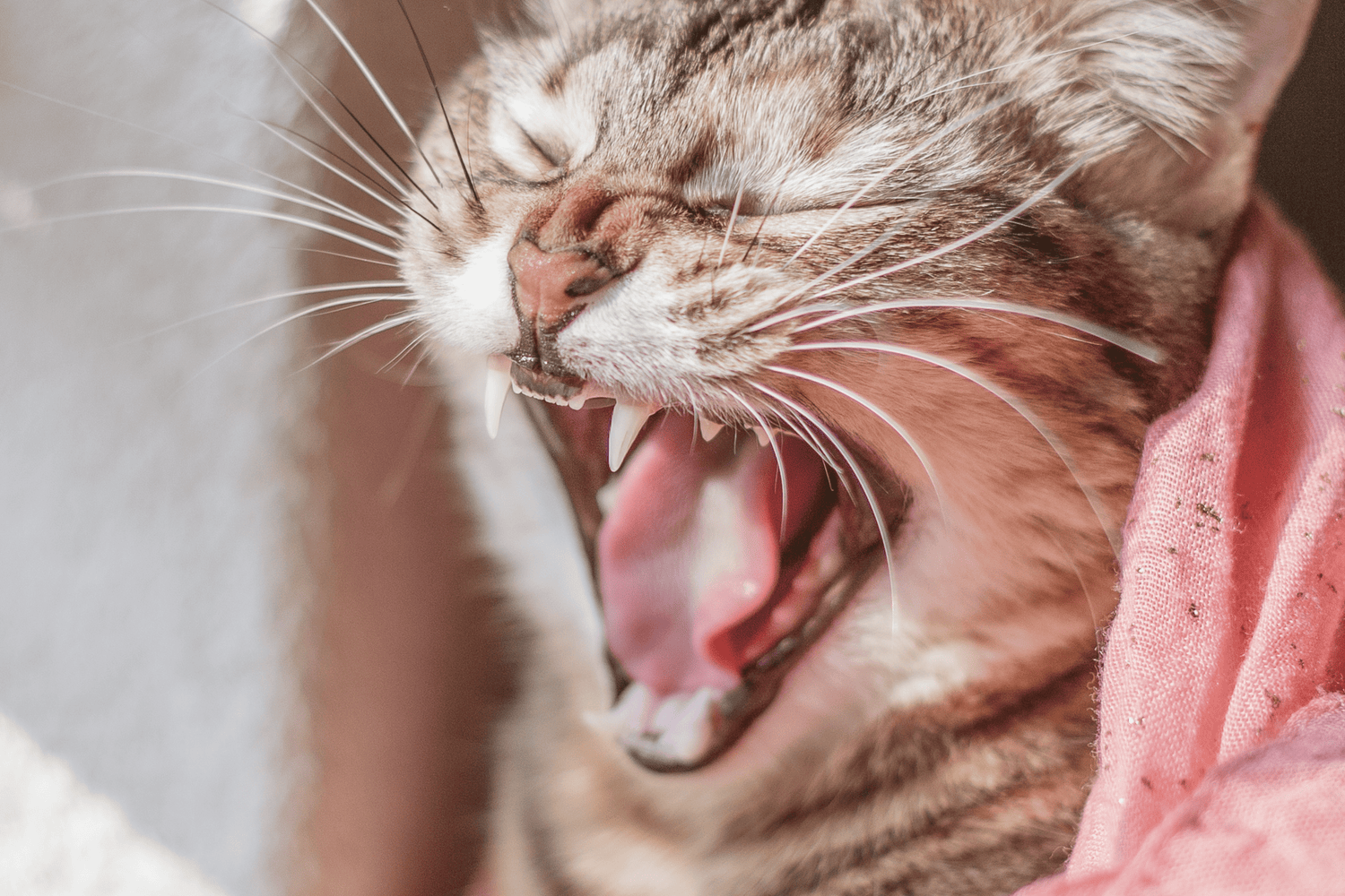 Asthma in Cats: Symptoms, Causes & Early Warning Signs