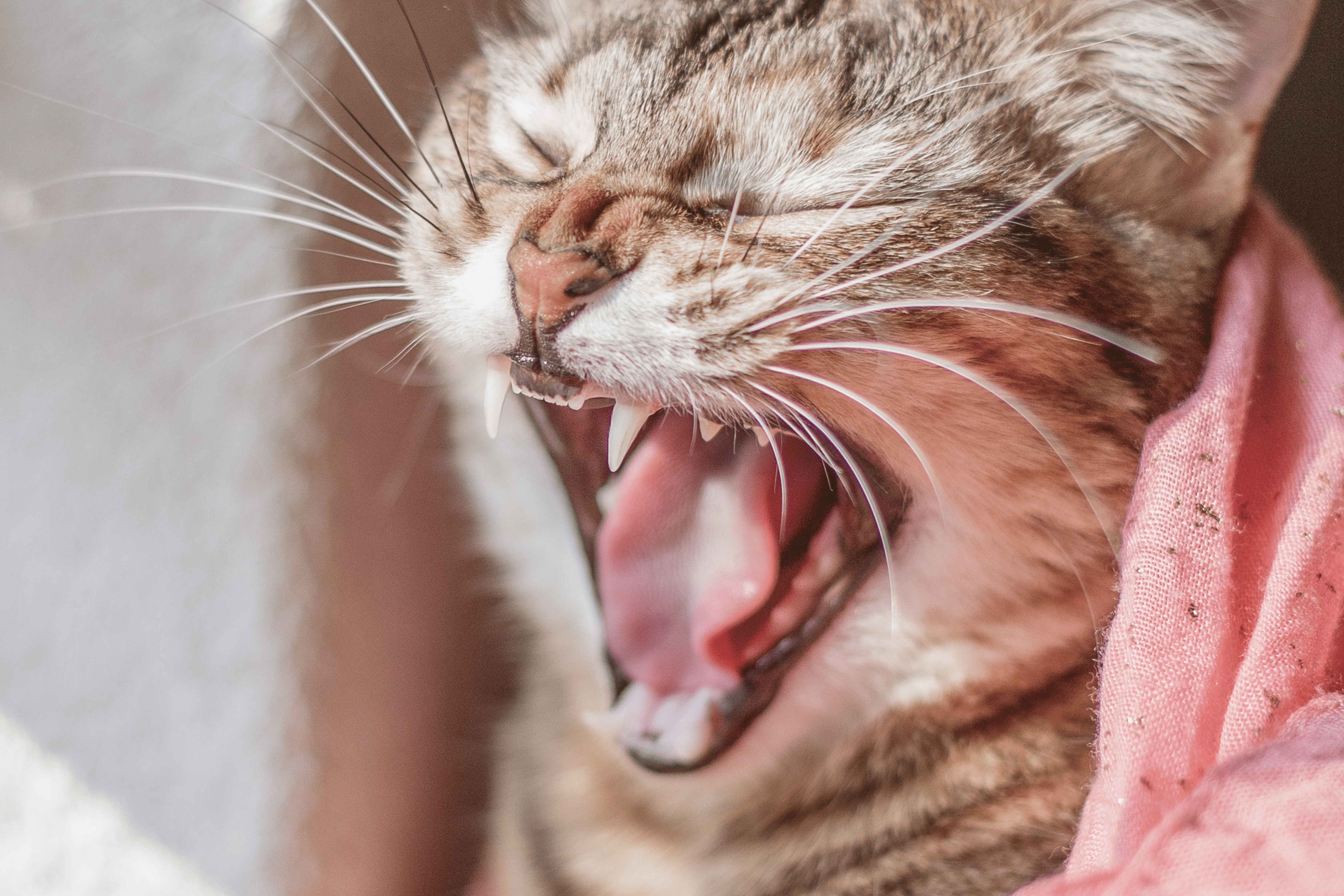 Asthma in Cats: Symptoms, Causes & Early Warning Signs