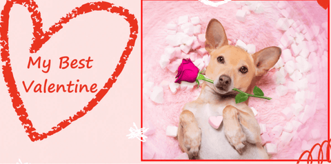 5 Paw-Some Reasons to Make Your Pet Your Valentine