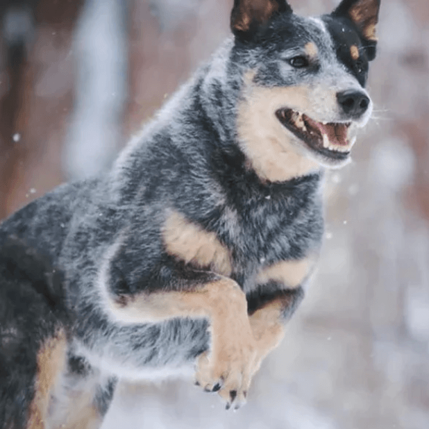 happy German shepherd leaping through the air in the snow 