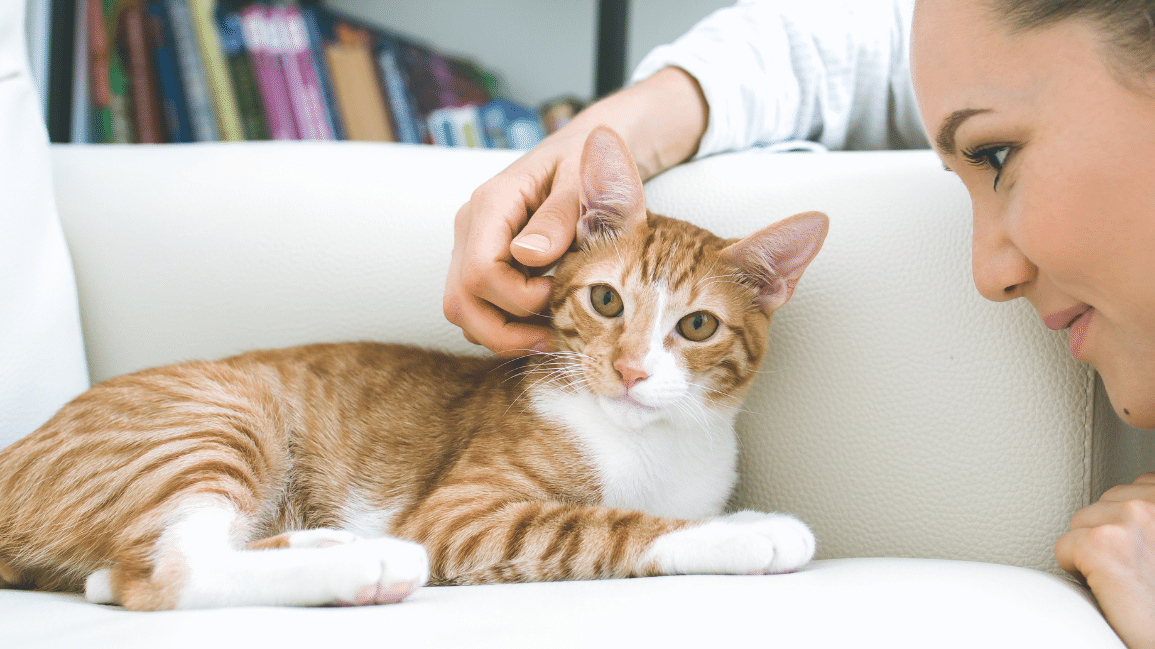 woman petting a tabby cat on sofa