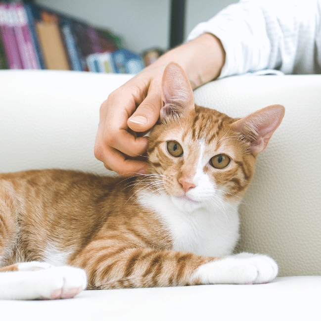 woman petting a tabby cat on sofa