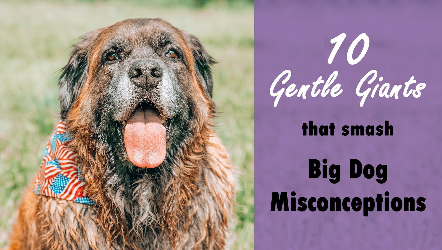 Saint Bernard large dog