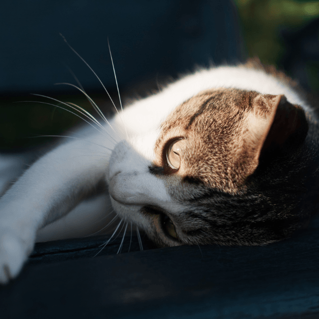 cat lying on it's side in shadow and sun