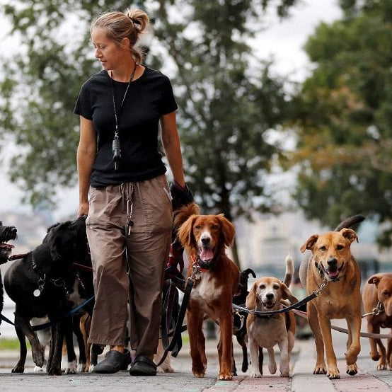 dog walker with many dogs