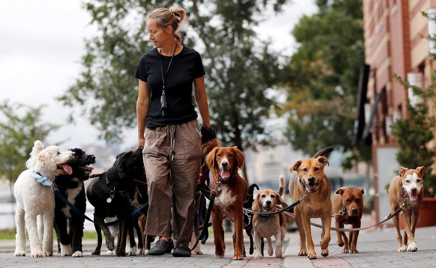 dog walker with many dogs