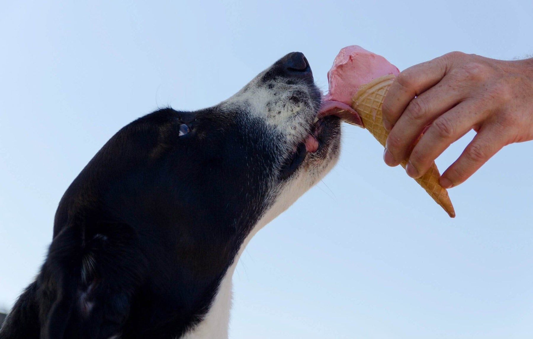 dog eating ice cream cone