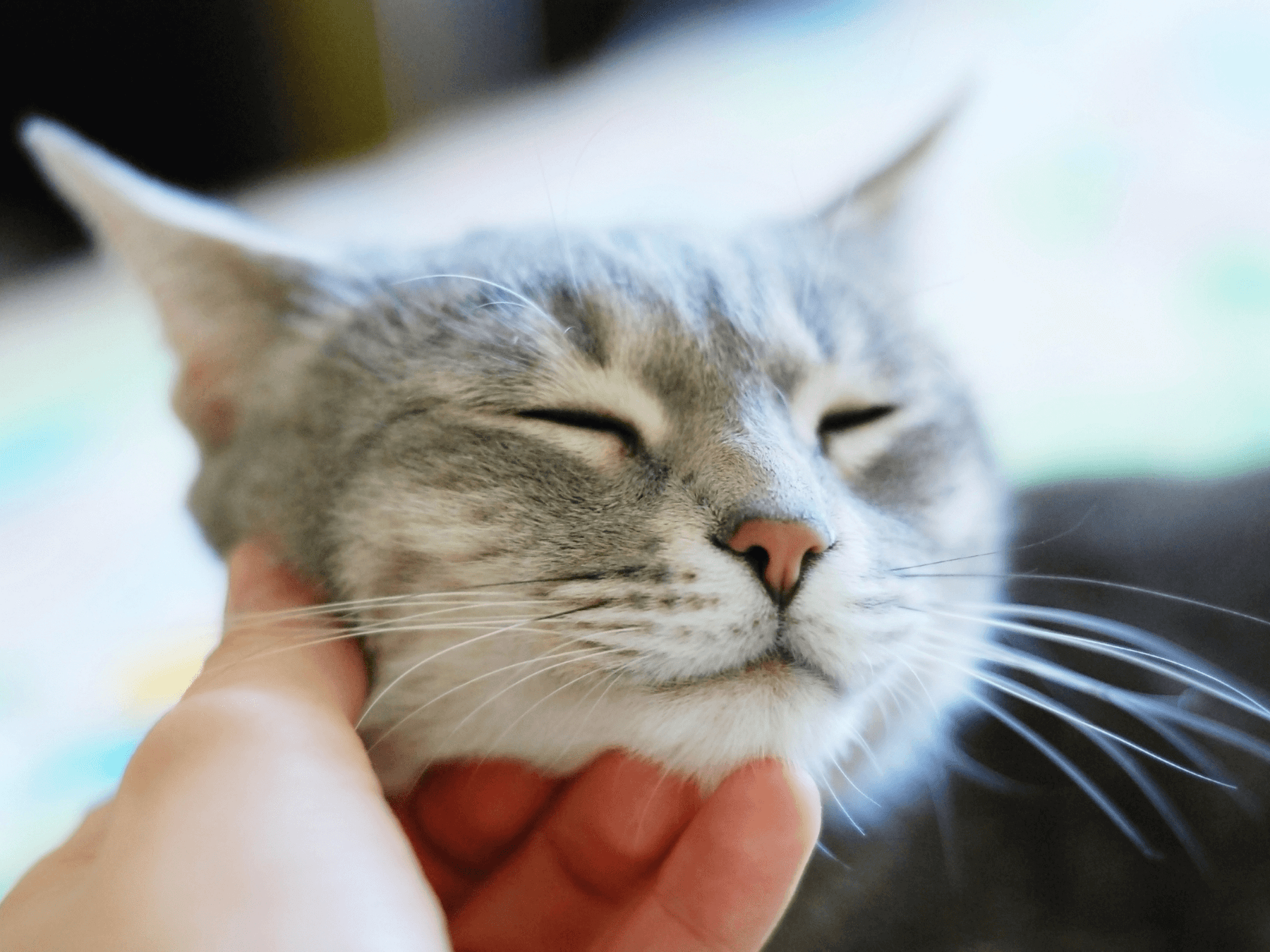 person petting a grey kitty cat on the chin