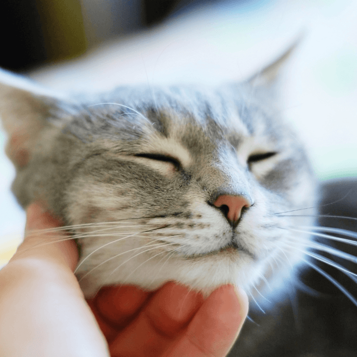 person petting a grey kitty cat on the chin