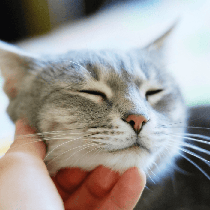 person petting a grey kitty cat on the chin