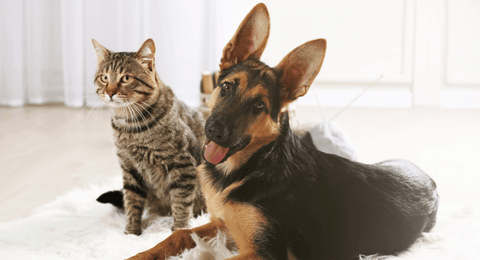 Ear Mites in Pets | Causes, Symptoms and Effective Treatments
