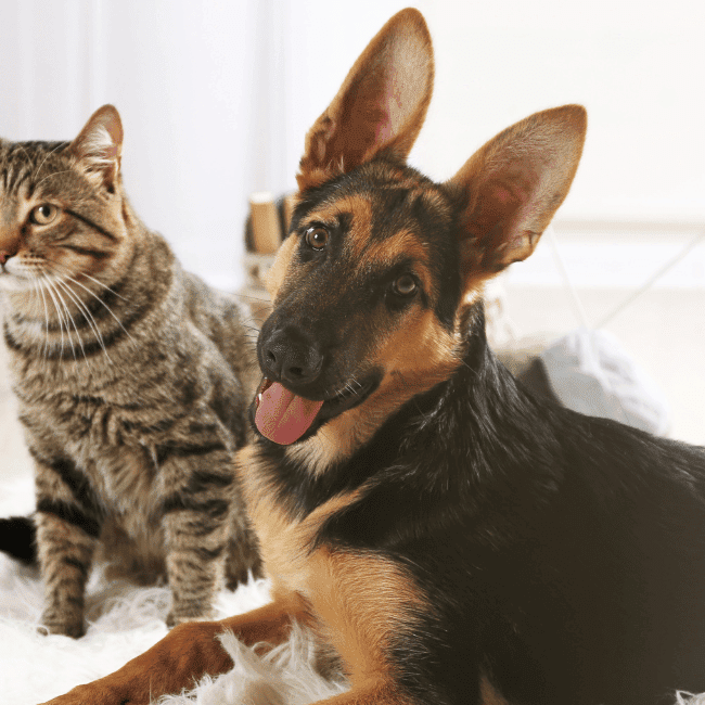 Cat and dog on carpet