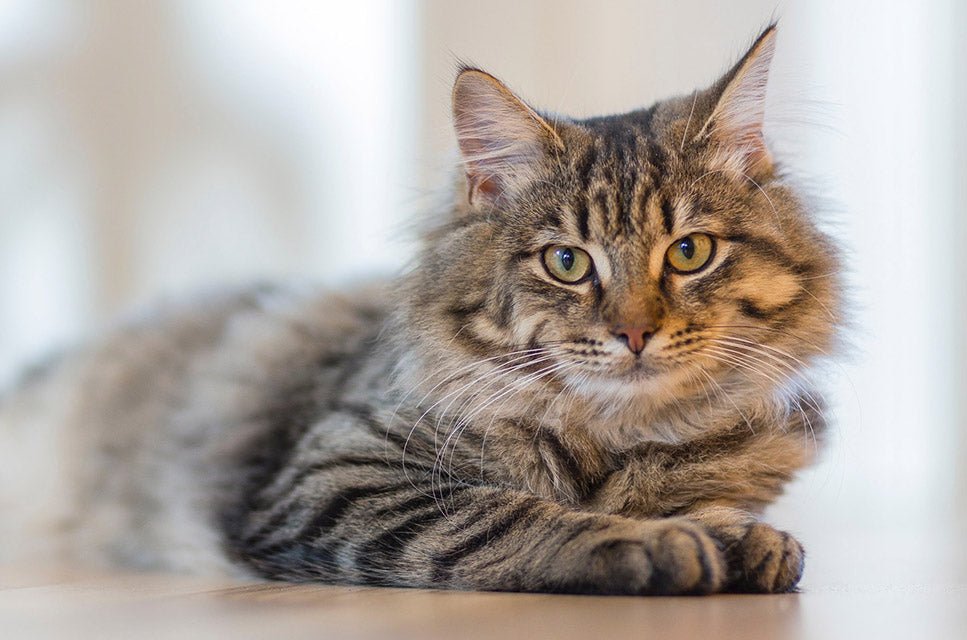 cat looking forward with yellow eyes