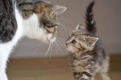 7 Tips for introducing a New Kitten to Your Cat