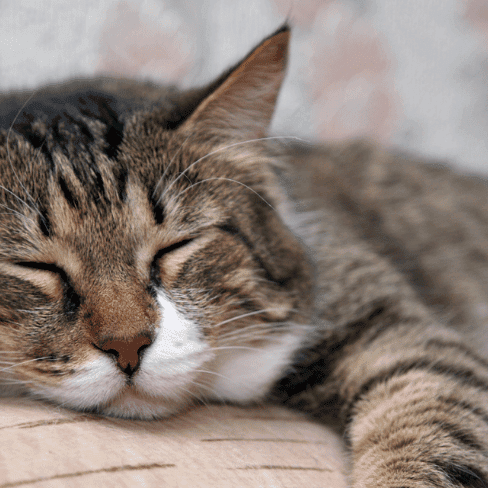 cat sleeping on couch