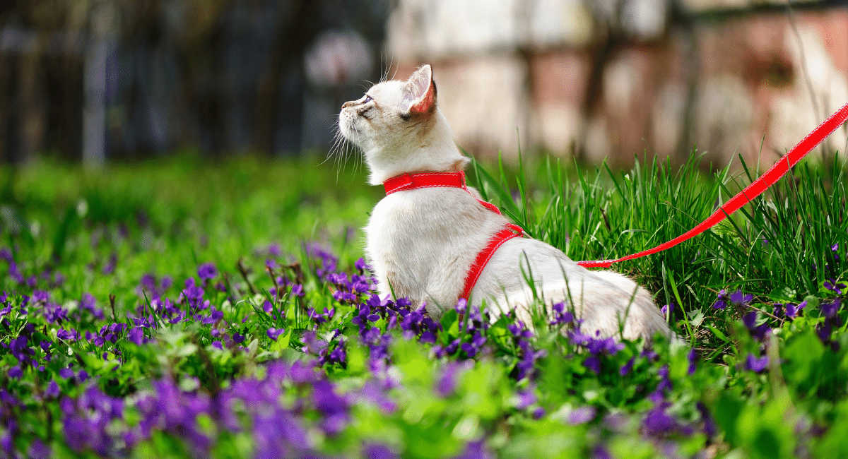 cat walking on a leash