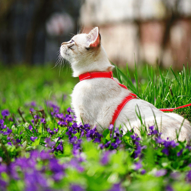 cat walking on a leash