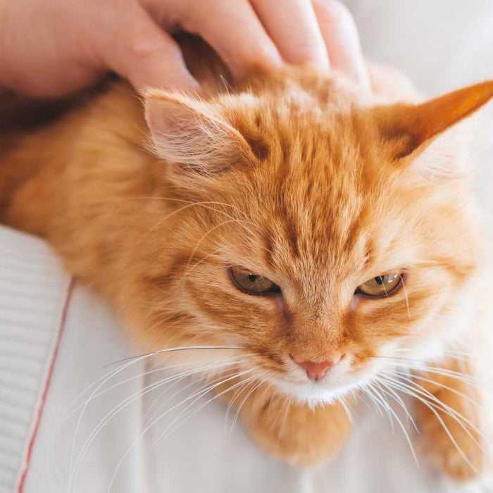 orange cat being stroked by a person