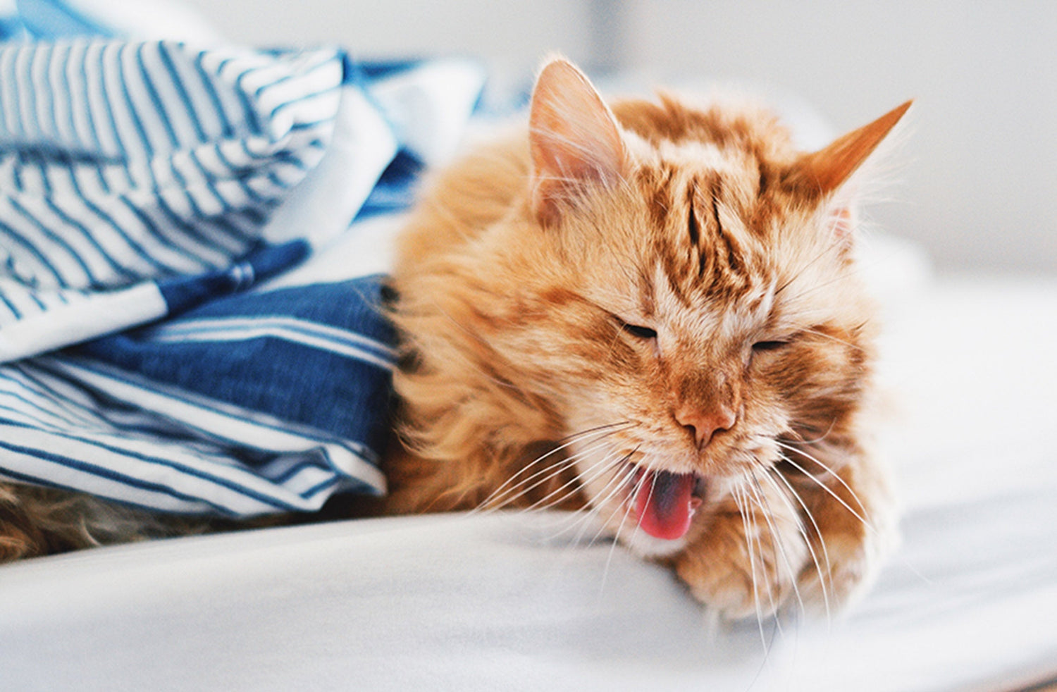 orange cat sneezing and coughing
