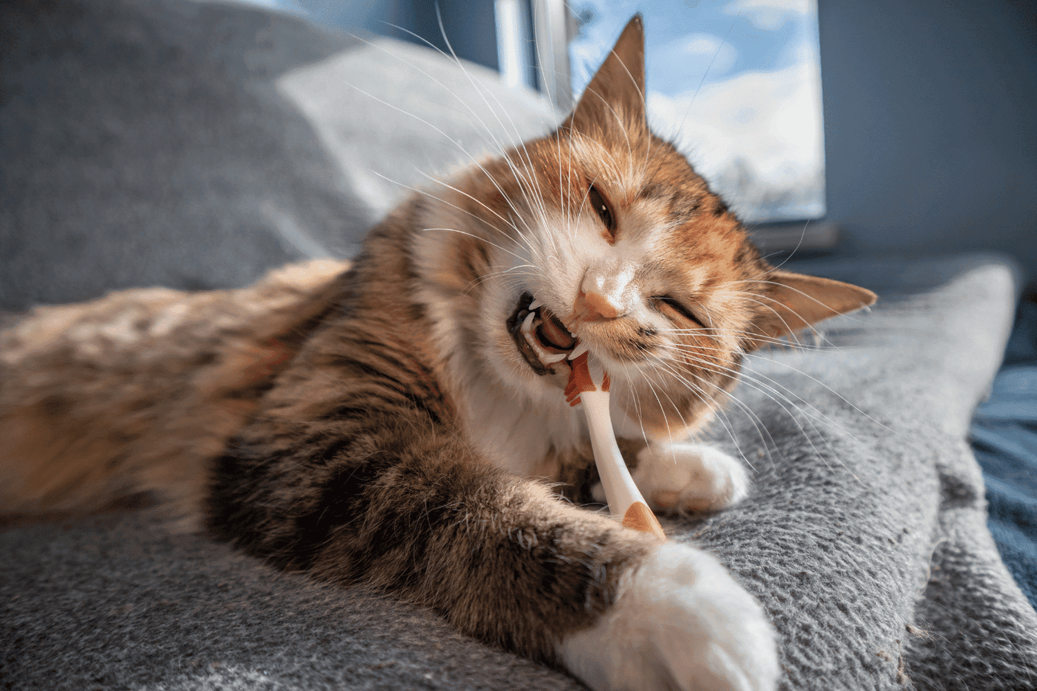 house cat with tooth brush